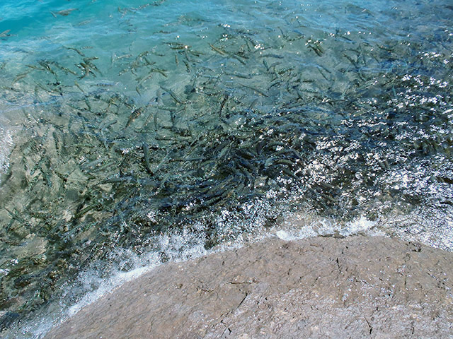 田沢湖畔　ウグイらしき魚の群れ