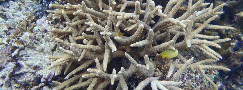 石垣島近郊の珊瑚礁