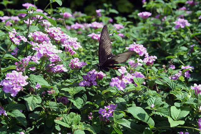 海洋博公園　花と蝶1