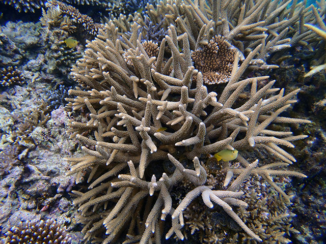 ネッタイスズメダイとサンゴ礁