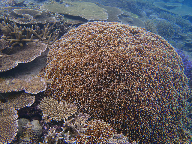 珊瑚礁1
