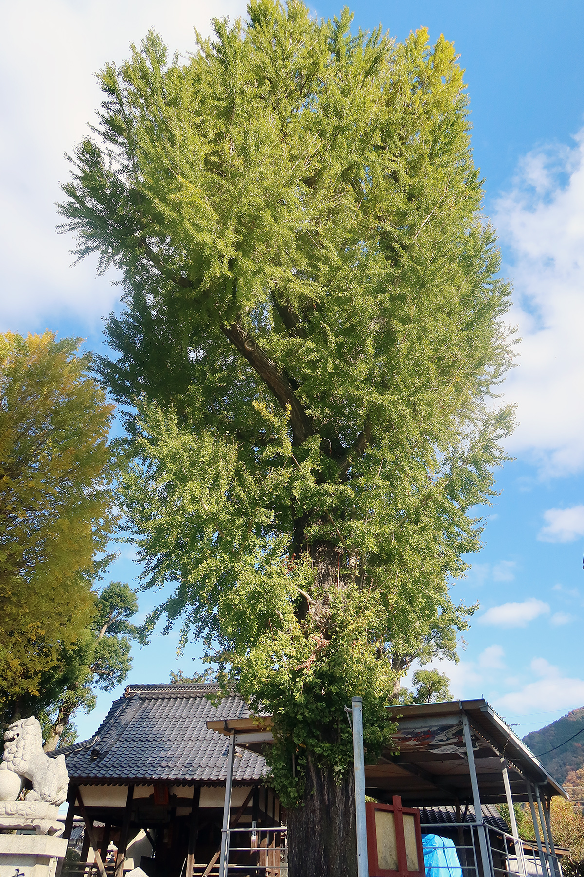 友廣神社のイチョウの木